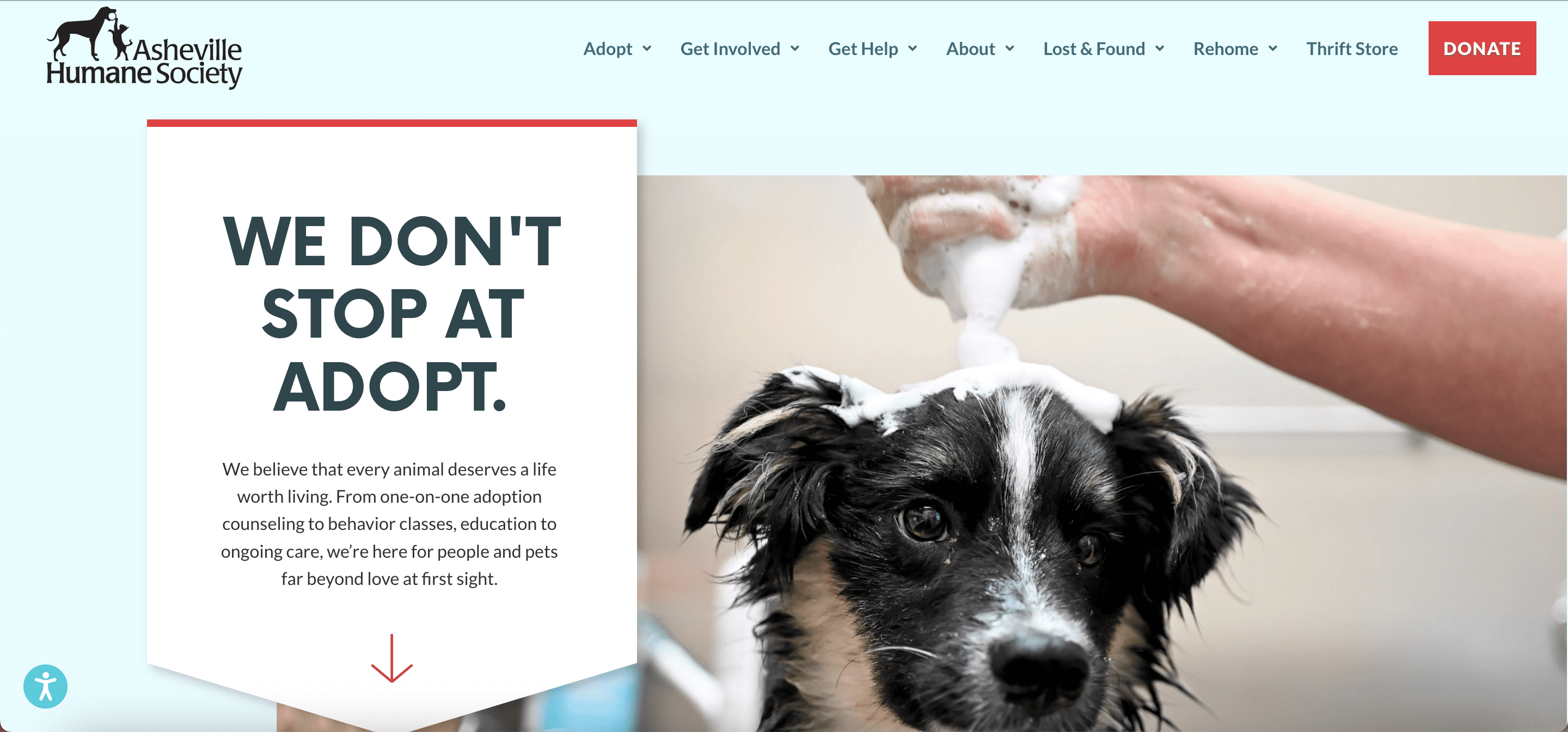 Homepage of the Asheville Humane Society showing a dog getting a bath and a headline that says 'We don't stop at adopt.'
