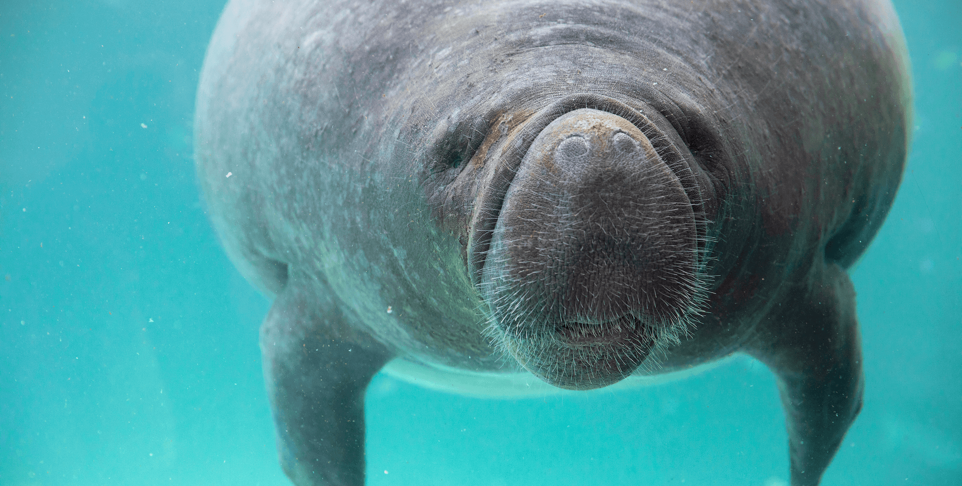 manatee