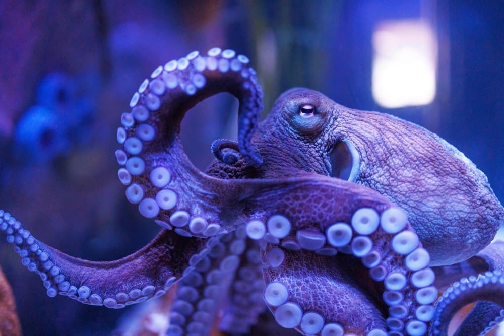 Octopus