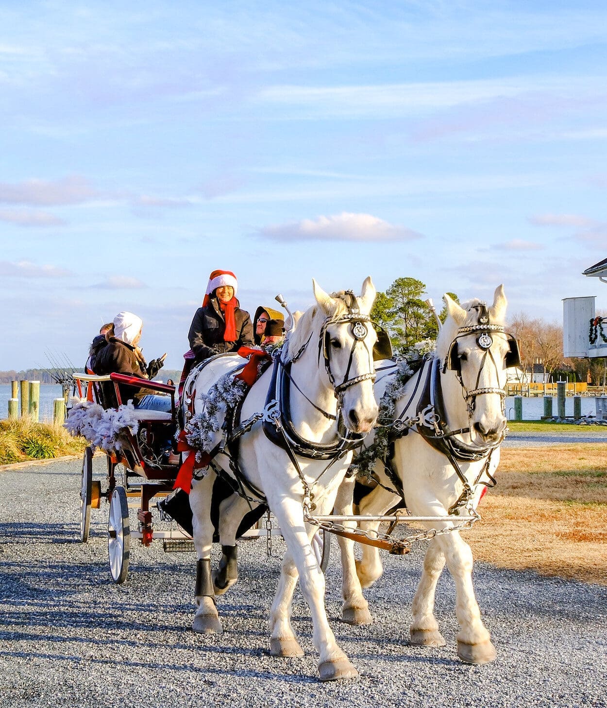white horses and a carraige