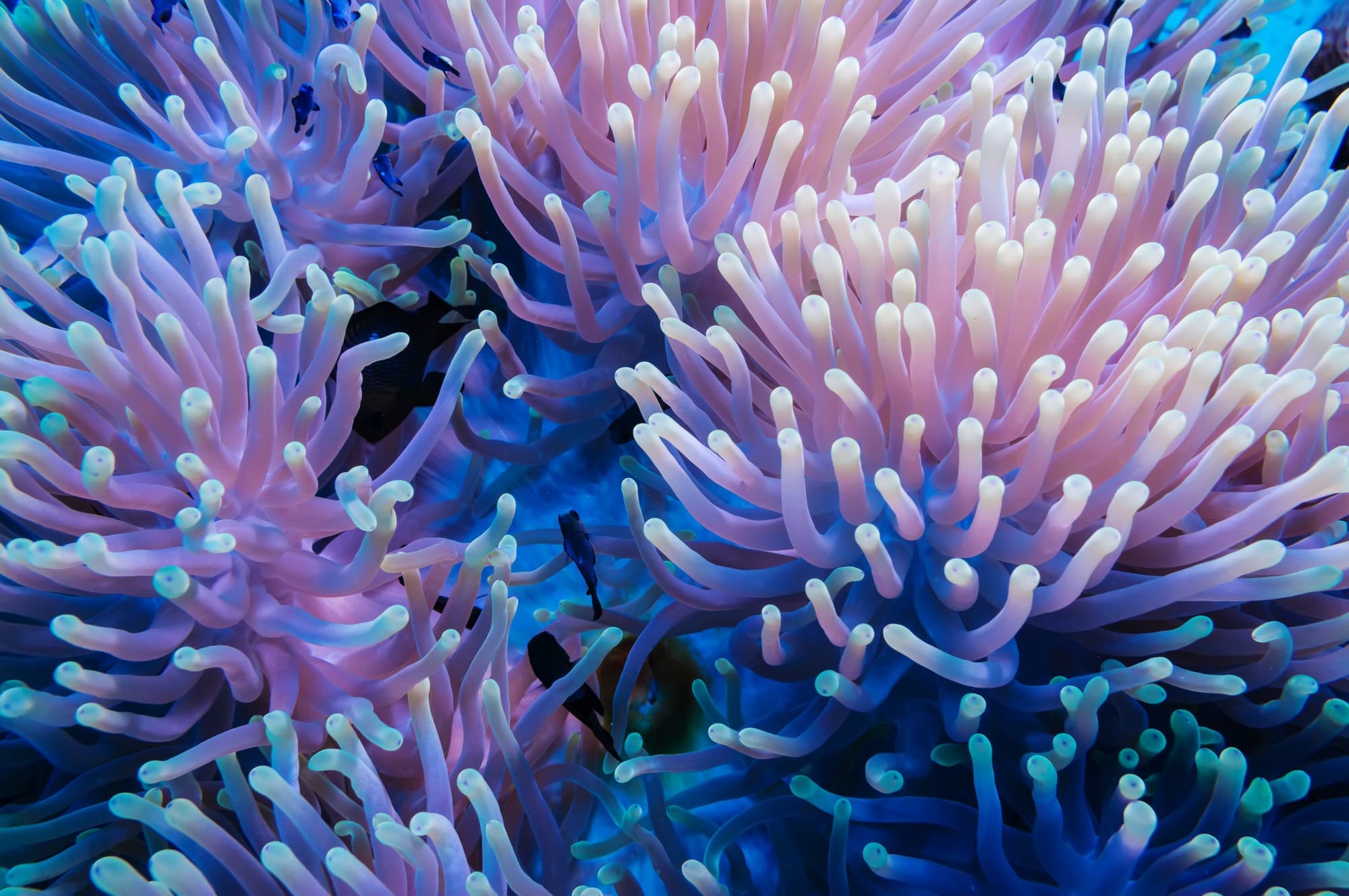 purple texture coral