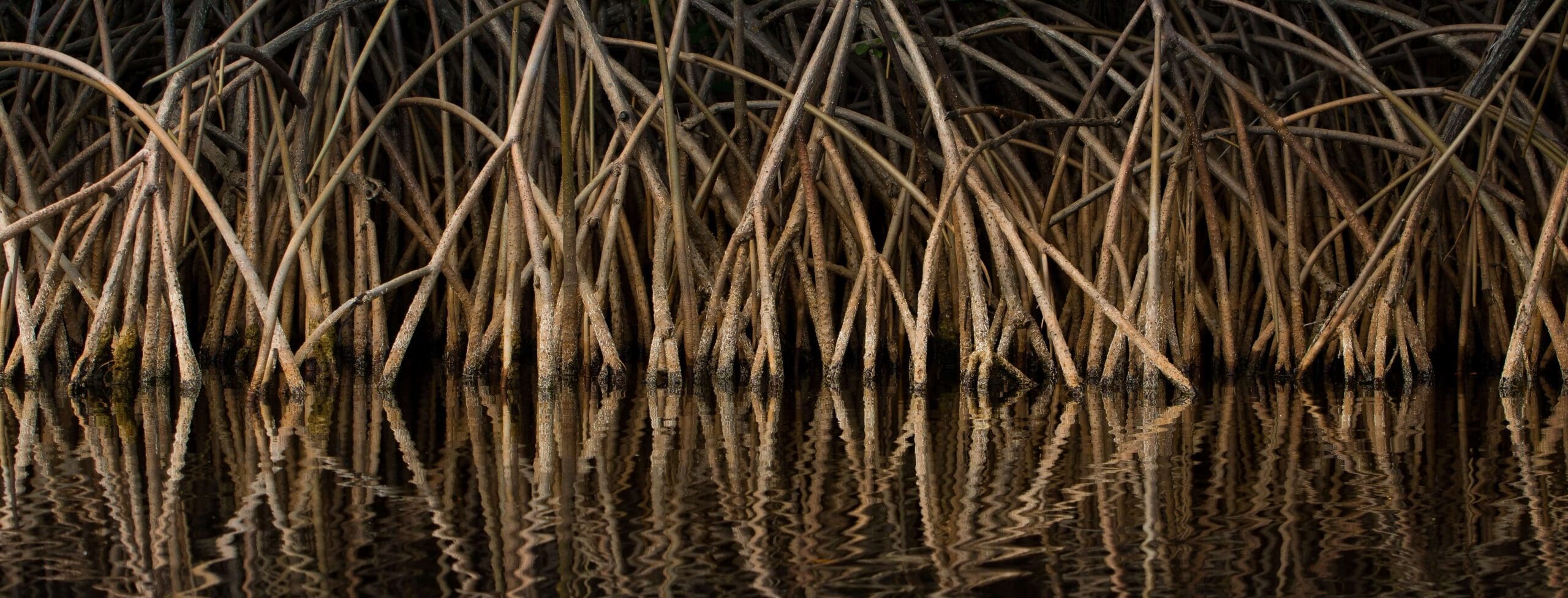 Banyan trees texture