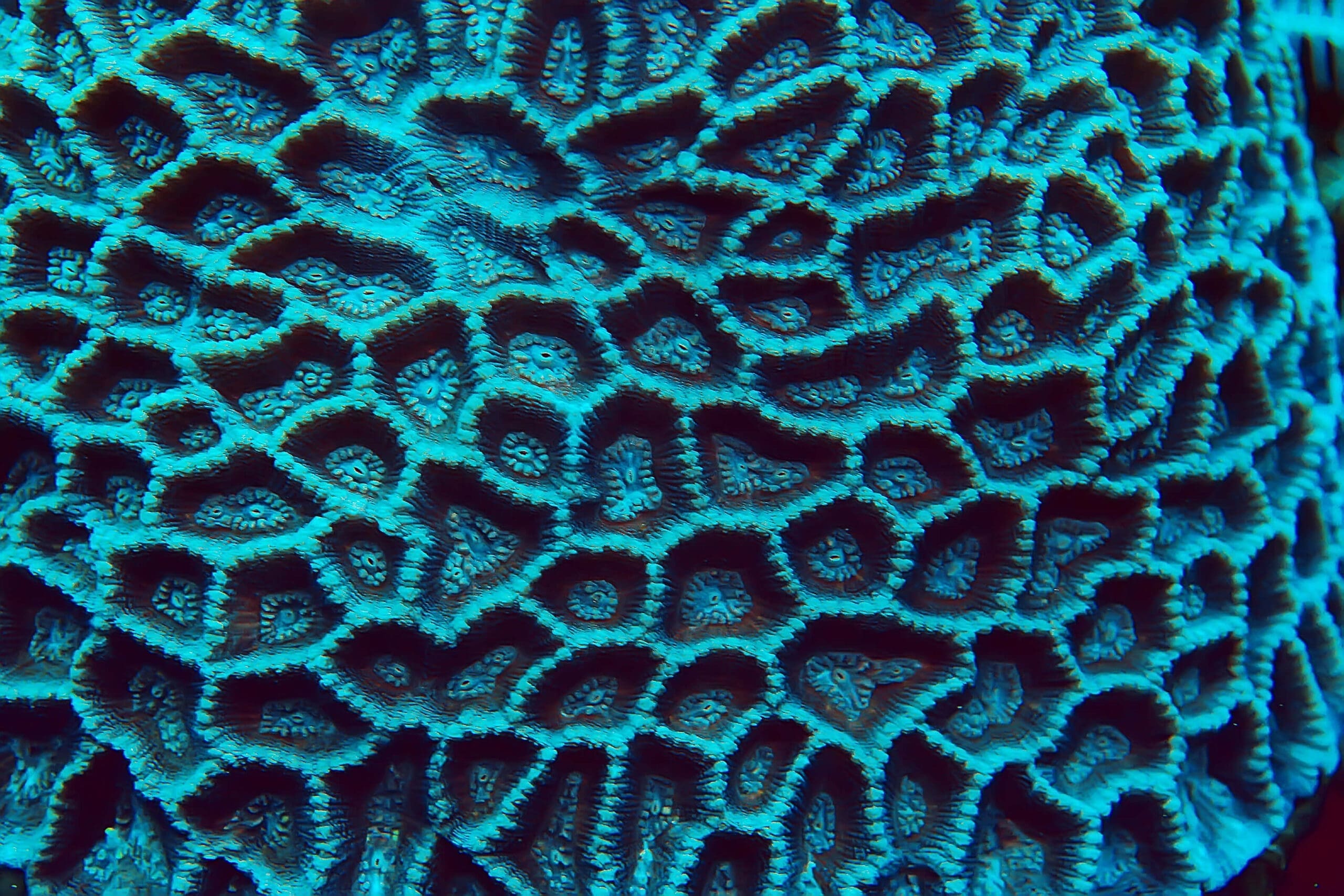 teal coral texture